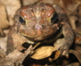 american-toad-jigsaw-puzzle