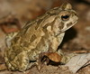 fowlers-toad-jigsaw-puzzle