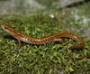 long-tailed-salamander-jigssaw-puzzle