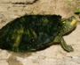 map-turtle-jigsaw-puzzle