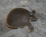 smooth-softshell-turtle-jigsaw-puzzle